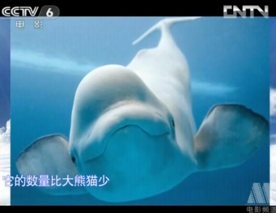 许多珍稀动物都处于危险之中,我们应尽力争救