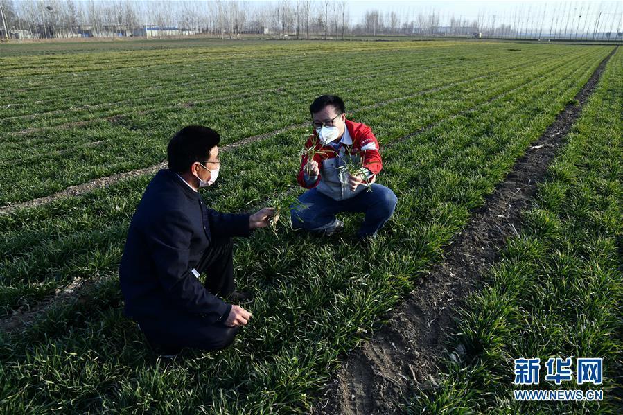 #春耕#别样的春耕——来自农业大省山东的春耕备耕见闻