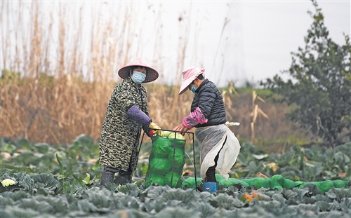 「春耕」无疫情乡村不误农时忙春耕