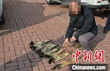「紫貂」黑龙江侦破非法捕杀濒危野生动物案 查获紫貂皮7张黑熊胆2个