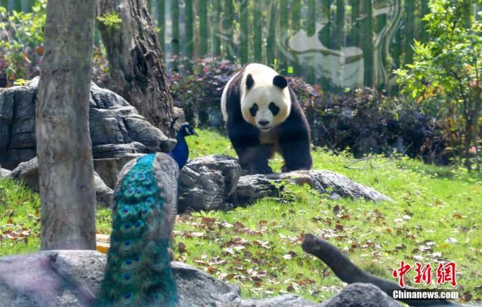 「武汉动物园」武汉动物园关闭3个月后重开 大熊猫“休假”胖了15斤