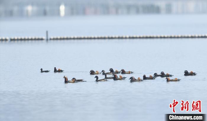 鸳鸯女子三次抓西湖小鸳鸯 网友：抓鸳鸯一辈子单身