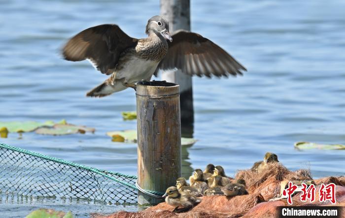 鸳鸯女子三次抓西湖小鸳鸯 网友：抓鸳鸯一辈子单身