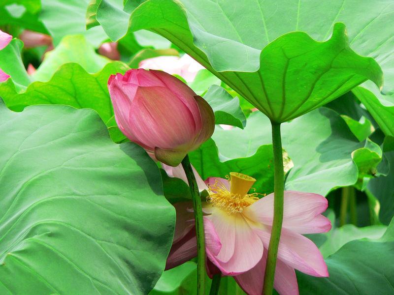 怎样形容莲花美-怎么表达荷花的美