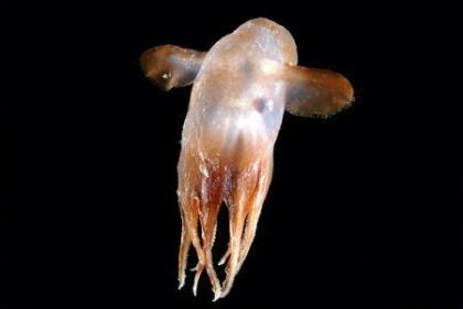 A&nbsp;rare&nbsp;"Dumbo"&nbsp;octopod&nbsp;-&nbsp;a&nbsp;creature&nbsp;named&nbsp;as&nbsp;such&nbsp;because&nbsp;it&nbsp;flaps&nbsp;fins&nbsp;that&nbsp;look&nbsp;like&nbsp;ears&nbsp;of&nbsp;the&nbsp;cartoon&nbsp;flying&nbsp;elephant&nbsp;-&nbsp;is&nbsp;seen&nbsp;in&nbsp;the&nbsp;depths&nbsp;of&nbsp;the&nbsp;ocean&nbsp;in&nbsp;this&nbsp;undated&nbsp;handout&nbsp;photo&nbsp;released&nbsp;November&nbsp;22,&nbsp;2009.&nbsp;The&nbsp;permanent&nbsp;darkness&nbsp;of&nbsp;the&nbsp;ocean&nbsp;depths&nbsp;is&nbsp;home&nbsp;to&nbsp;a&nbsp;far&nbsp;greater&nbsp;range&nbsp;of&nbsp;animals,&nbsp;from&nbsp;luminous&nbsp;jellyfish&nbsp;to&nbsp;tubeworms&nbsp;that&nbsp;live&nbsp;off&nbsp;oil&nbsp;seeping&nbsp;from&nbsp;the&nbsp;seabed,&nbsp;than&nbsp;previously&nbsp;thought,&nbsp;scientists&nbsp;said&nbsp;on&nbsp;Sunday.(Xinhua/Reuters&nbsp;Photo)