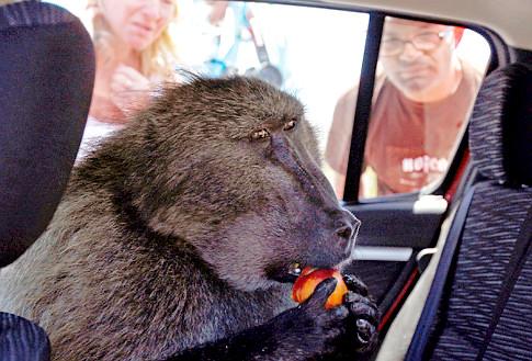 A&nbsp;baboon&nbsp;called&nbsp;Fred&nbsp;helps&nbsp;himself&nbsp;to&nbsp;a&nbsp;snack&nbsp;in&nbsp;a&nbsp;car&nbsp;outside&nbsp;Cape&nbsp;Town.&nbsp;City&nbsp;officials&nbsp;are&nbsp;battling&nbsp;to&nbsp;control&nbsp;the&nbsp;increasingly&nbsp;aggressive&nbsp;troupes&nbsp;ahead&nbsp;of&nbsp;the&nbsp;World&nbsp;Cup.
