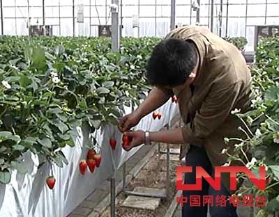 [每日农经]<em>100</em>元一斤的<em>草莓</em>(2010.5.19)_经济台