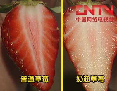 [每日农经]<em>100</em>元一斤的<em>草莓</em>(2010.5.19)_经济台