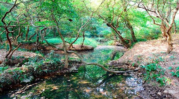 九龙井天然檵木林