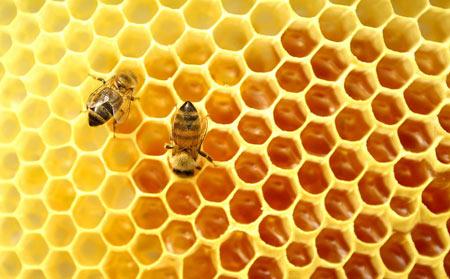 [青海美食]蜂产品