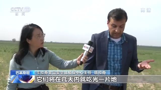 中国工作组考察巴基斯坦蝗灾区：情况比预想还严重