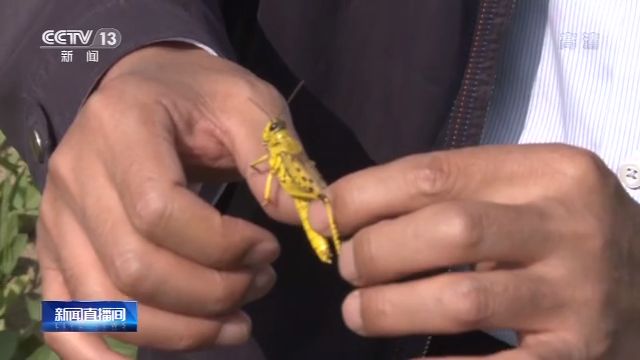 中国工作组考察巴基斯坦蝗灾区：情况比预想还严重