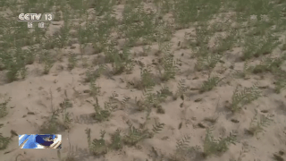 中国工作组考察巴基斯坦蝗灾区：情况比预想还严重