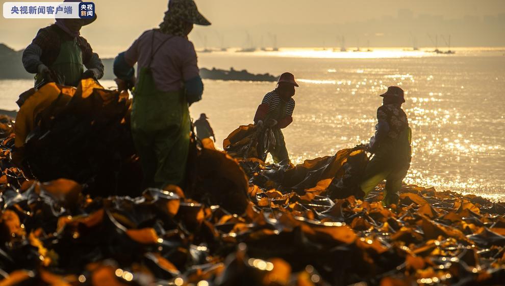 采收：极其壮观！莆田迎来海带采收季！