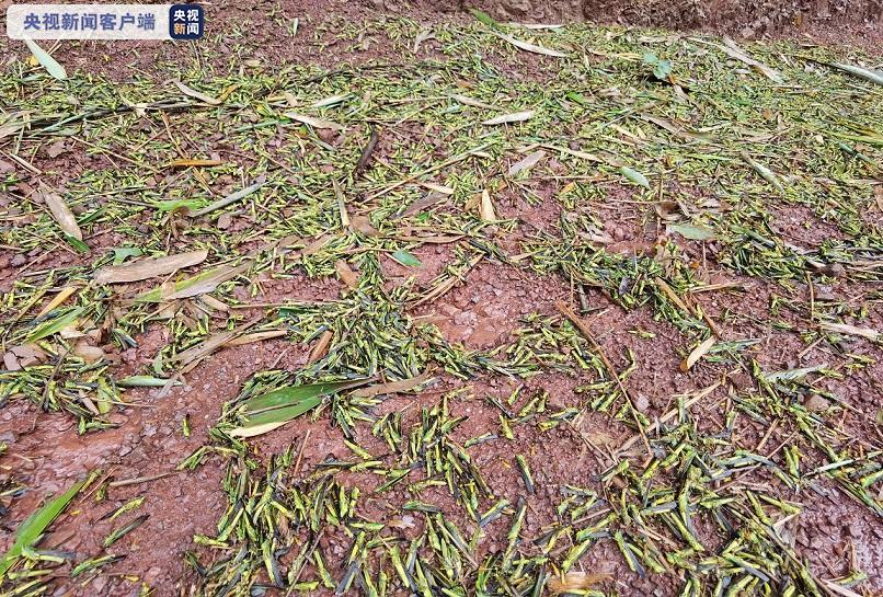【】云南共发生黄脊竹蝗灾害133809亩 新增2地212亩