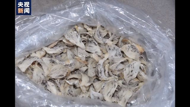 广东湛江破获特大走私燕窝案，犯罪团伙不到3年涉嫌走私燕窝百吨