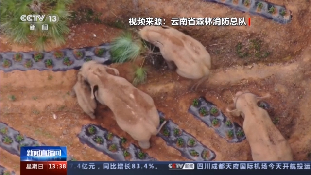 “象”往何处丨象群继续快速移动 独象与象群直线距离拉大