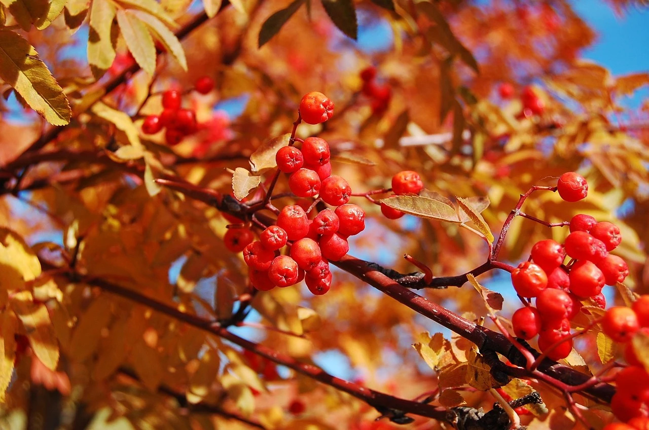 夜读丨白露:一场秋雨一场凉,一场白露一场霜