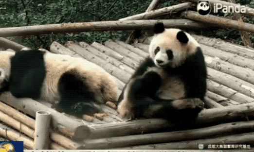 大熊猫挠痒痒视频引爆网络 萌翻观众