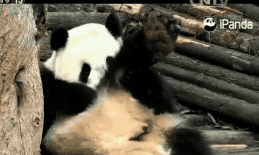 壁纸 大熊猫 动物 522_313 gif 动态图 动图