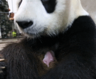 壁纸 大熊猫 动物 316_263 gif 动态图 动图