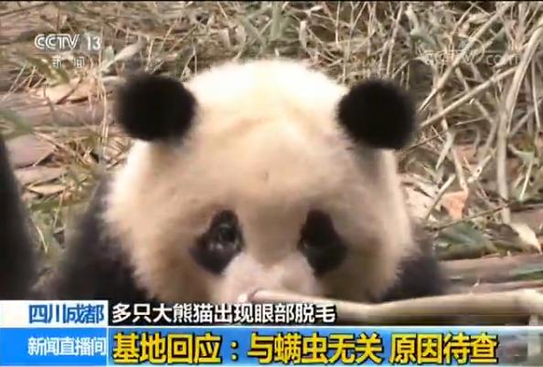 成都大熊猫繁育研究基地8只大熊猫眼部脱毛与螨虫无关 原因尚未查明