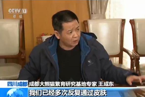 成都大熊猫繁育研究基地8只大熊猫眼部脱毛与螨虫无关 原因尚未查明