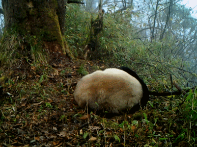 【微视频】滚滚又来了!四川多机位红外相机