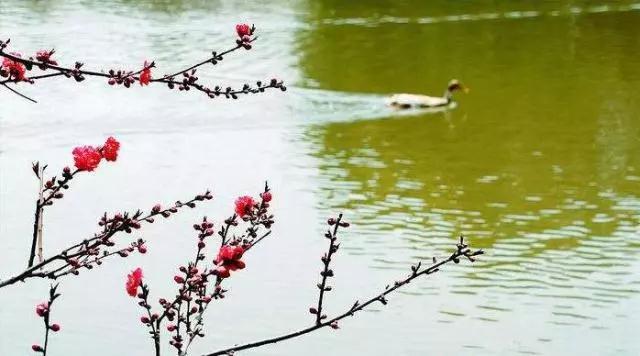 夜听 | 听,好声音里的春天!