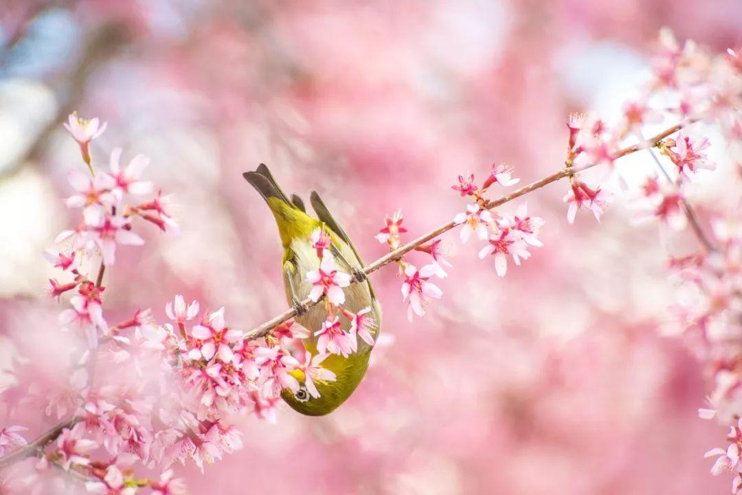 夜读丨谷雨:夜来风雨声 花落知多少