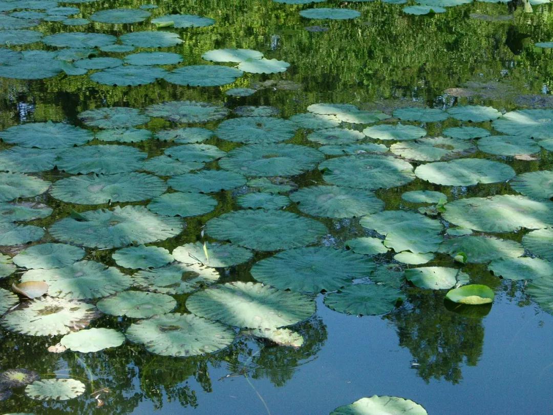 春风十里,不如隔壁有你