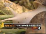 [视频]小小白玉蜗牛带来大财富