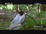 《动物世界》 20141107 可爱的狐猴_CCTV节目官网-CCTV-1_央视网(cctv.com)