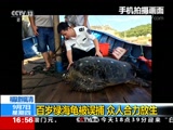 [新闻直播间]福建福清 百岁绿海龟被误捕 众人合力放生