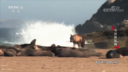 [动物世界]棕鬣狗是名副其实的猎手！_CCTV节目官网-CCTV-1_央视网(cctv.com)