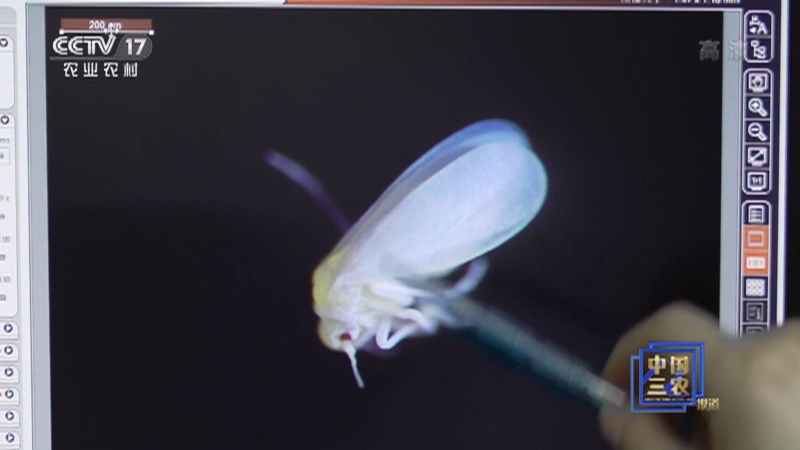[中国三农报道]我国科学家解析烟粉虱“偷盗”植物基因自然密码_CCTV节目官网-CCTV17_央视网(cctv.com)