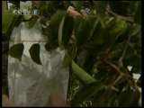 Episode(8) - "Fruits dorés et argentés" sur arbre