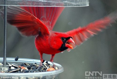 真实小鸟也愤怒!现实版愤怒小鸟表情 _八卦周