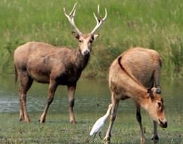 神鹿呀，我们的神鹿