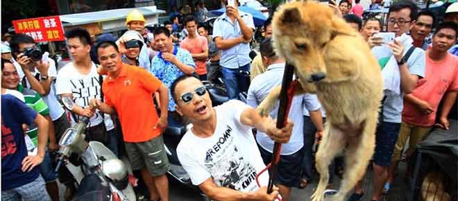 广西玉林狗贩虐狗逼爱狗人士高价买狗