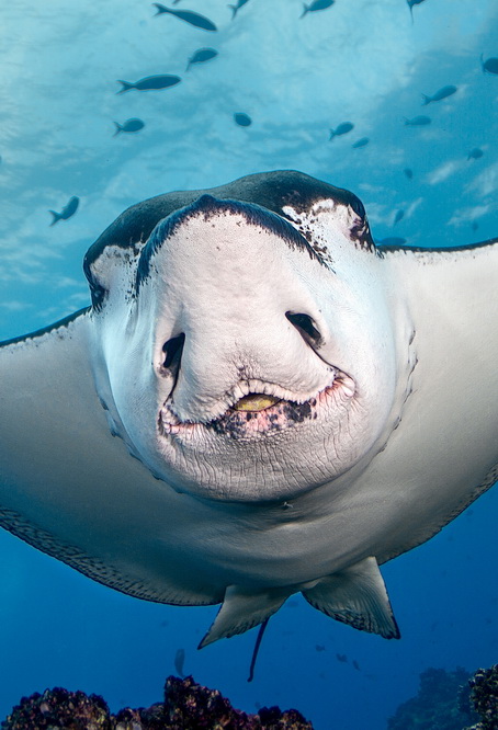 鳐鱼面对镜头“卖萌微笑”