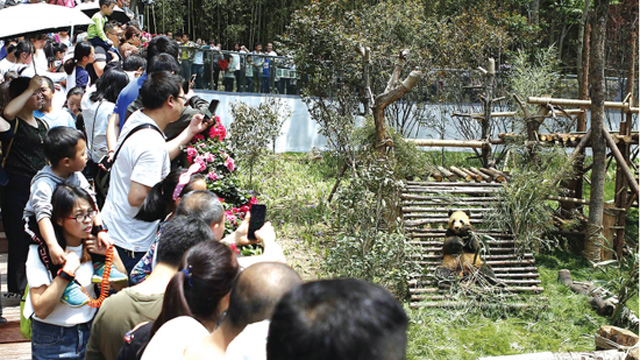 贵阳黔灵山公园 两只大熊猫惹人爱