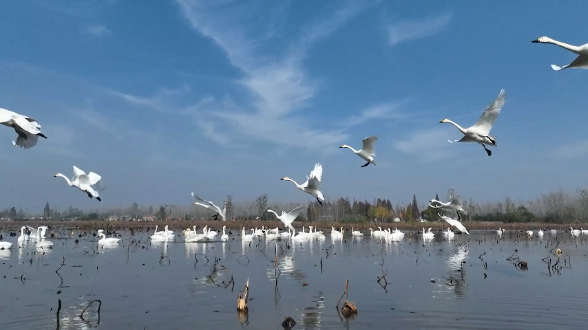 Over 100 wintering swans spotted in Jiangsu
