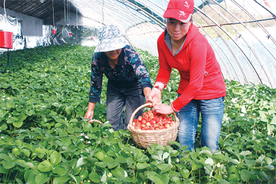 吉林白山市浑江区党员示范基地发展特色农业