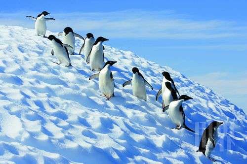 一路向南 人类星球的终极伊甸南极