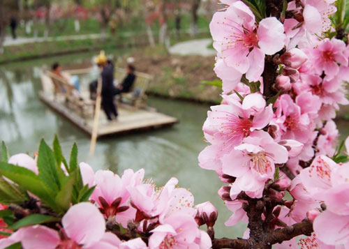 2013上海桃花节 南汇滨海世外桃源游玩攻略_旅游台_央视网
