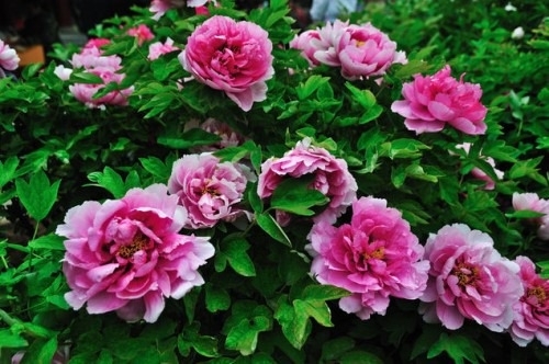 常熟尚湖牡丹花会节 赏花全攻略