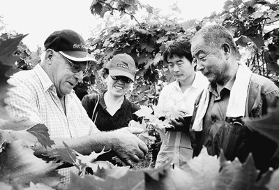 葡萄藤串起中德情