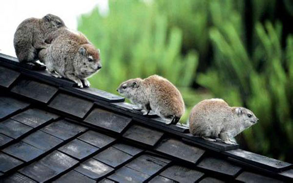 Ce cousin de l’éléphant chante comme un oiseau