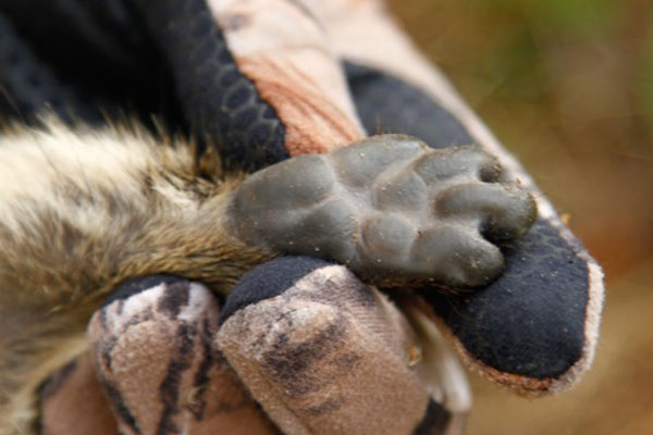 Ce cousin de l’éléphant chante comme un oiseau